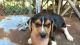 Beagle Puppies for sale in Sevierville, TN, USA. price: NA