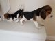 Beagle Puppies for sale in Elgin, TX 78621, USA. price: NA