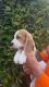Beagle Puppies for sale in Indianapolis, IN, USA. price: NA