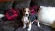Beagle Puppies for sale in Clare, MI 48617, USA. price: $175