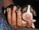 Beagle Puppies for sale in Mountain Lake, MN 56159, USA. price: NA