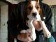 Beagle Puppies for sale in California St, San Francisco, CA, USA. price: $300