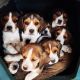 Beagle Puppies for sale in Brooklyn, MS 39425, USA. price: NA