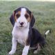 Beagle Puppies for sale in Canton, OH, USA. price: NA
