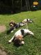 Beagle Puppies for sale in Orlando, FL, USA. price: NA