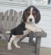 Beagle Puppies for sale in Westerville, OH, USA. price: NA