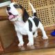 Beagle Puppies for sale in Manhattan, New York, NY, USA. price: NA