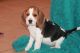 Beagle Puppies for sale in 773 Bedford Ave, Brooklyn, NY 11205, USA. price: NA