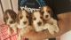 Beagle Puppies for sale in Austin, TX, USA. price: $500