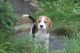 Beagle Puppies for sale in 617 Logan St, Denver, CO 80203, USA. price: NA