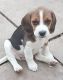Beagle Puppies for sale in San Antonio, TX 78224, USA. price: $500