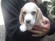 Beagle Puppies for sale in 103 Broadway, New York, NY 10025, USA. price: NA