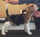Beagle Puppies for sale in New York Ave NW, Washington, DC, USA. price: $550