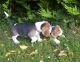 Beagle Puppies for sale in Atlantic Ave, New York, NY, USA. price: NA