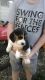 Beagle Puppies for sale in Headland, AL, USA. price: NA