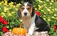 Beagle Puppies for sale in San Francisco, CA, USA. price: NA