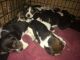 Beagle Puppies for sale in Coopersville, MI 49404, USA. price: NA