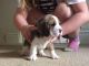 Beagle Puppies for sale in SC-101, Greer, SC, USA. price: NA