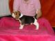 Beagle Puppies for sale in Central Islip, NY, USA. price: NA