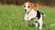 Beagle Puppies for sale in Cambridge, MA, USA. price: NA
