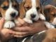 Beagle Puppies for sale in TX-249, Houston, TX, USA. price: NA