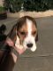 Beagle Puppies for sale in Astoria, Queens, NY, USA. price: NA