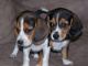 Beagle Puppies for sale in Pittsburgh, PA, USA. price: $400