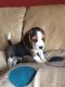 Beagle Puppies for sale in Pittsburgh, PA, USA. price: $400