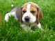 Beagle Puppies for sale in W Spring St, Spring Hill, KS 66083, USA. price: $400