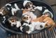 Beagle Puppies for sale in Central Ave, Jersey City, NJ, USA. price: NA