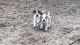 Beagle Puppies for sale in Orange Park Northway, Orange Park, FL 32073, USA. price: NA