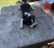 Beagle Puppies for sale in Norwood, NC 28128, USA. price: NA