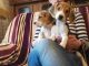 Beagle Puppies for sale in MD-355, Bethesda, MD, USA. price: $650