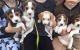 Beagle Puppies for sale in MD-355, Bethesda, MD, USA. price: $600