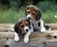 Beagle Puppies for sale in Texas Sage Trail, Fort Worth, TX 76177, USA. price: NA