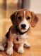 Beagle Puppies for sale in Beverly Hills, CA, USA. price: NA