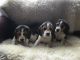 Beagle Puppies for sale in Las Vegas, NV, USA. price: NA