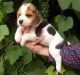Beagle Puppies for sale in Bridgeport, CT 06608, USA. price: NA