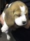 Beagle Puppies for sale in Philadelphia, IL 62691, USA. price: NA