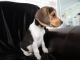 Beagle Puppies for sale in Scottsdale, AZ, USA. price: $422