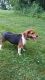 Beagle Puppies for sale in Bremen, IN 46506, USA. price: $200
