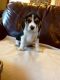 Beagle Puppies for sale in Norristown, PA, USA. price: NA