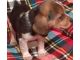 Beagle Puppies for sale in California State Route 2, Los Angeles, CA, USA. price: NA
