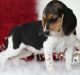 Beagle Puppies for sale in San Diego, CA, USA. price: $400