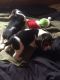 Beagle Puppies for sale in Florence, OR 97439, USA. price: NA
