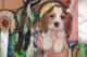Beagle Puppies for sale in Dallas, TX, USA. price: $300