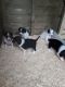 Beagle Puppies for sale in CA-1, Mill Valley, CA 94941, USA. price: NA