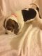 Beagle Puppies for sale in Florence, OR 97439, USA. price: NA