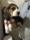 Beagle Puppies for sale in CA-1, Mill Valley, CA 94941, USA. price: NA
