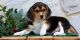 Beagle Puppies for sale in San Antonio, TX, USA. price: $400